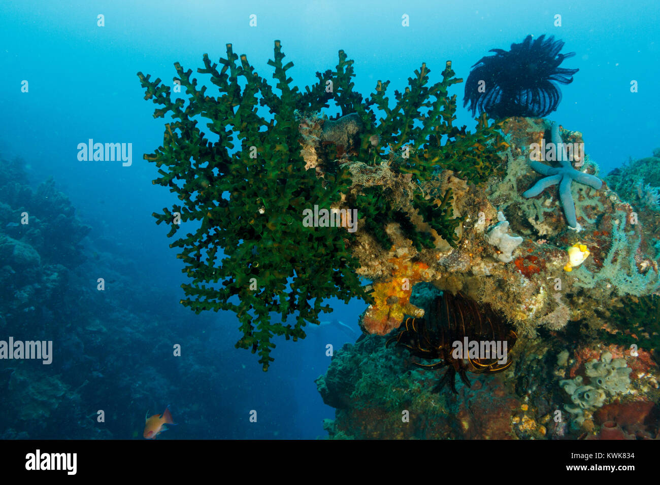 Coral reef, parco marino di Bunaken, Nord Sulawesi, Indonesia Foto Stock