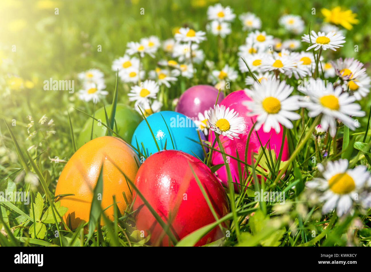 Bellissima vista di colorate uova di Pasqua giacente in erba tra margherite e denti di leoni sotto il sole Foto Stock