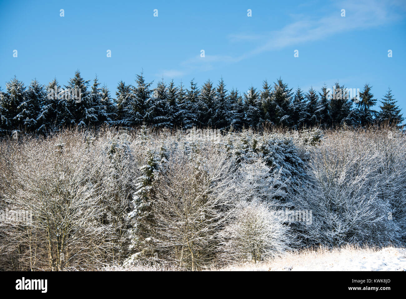 Nevoso inverno in Aberdeenshire, Scozia Foto Stock