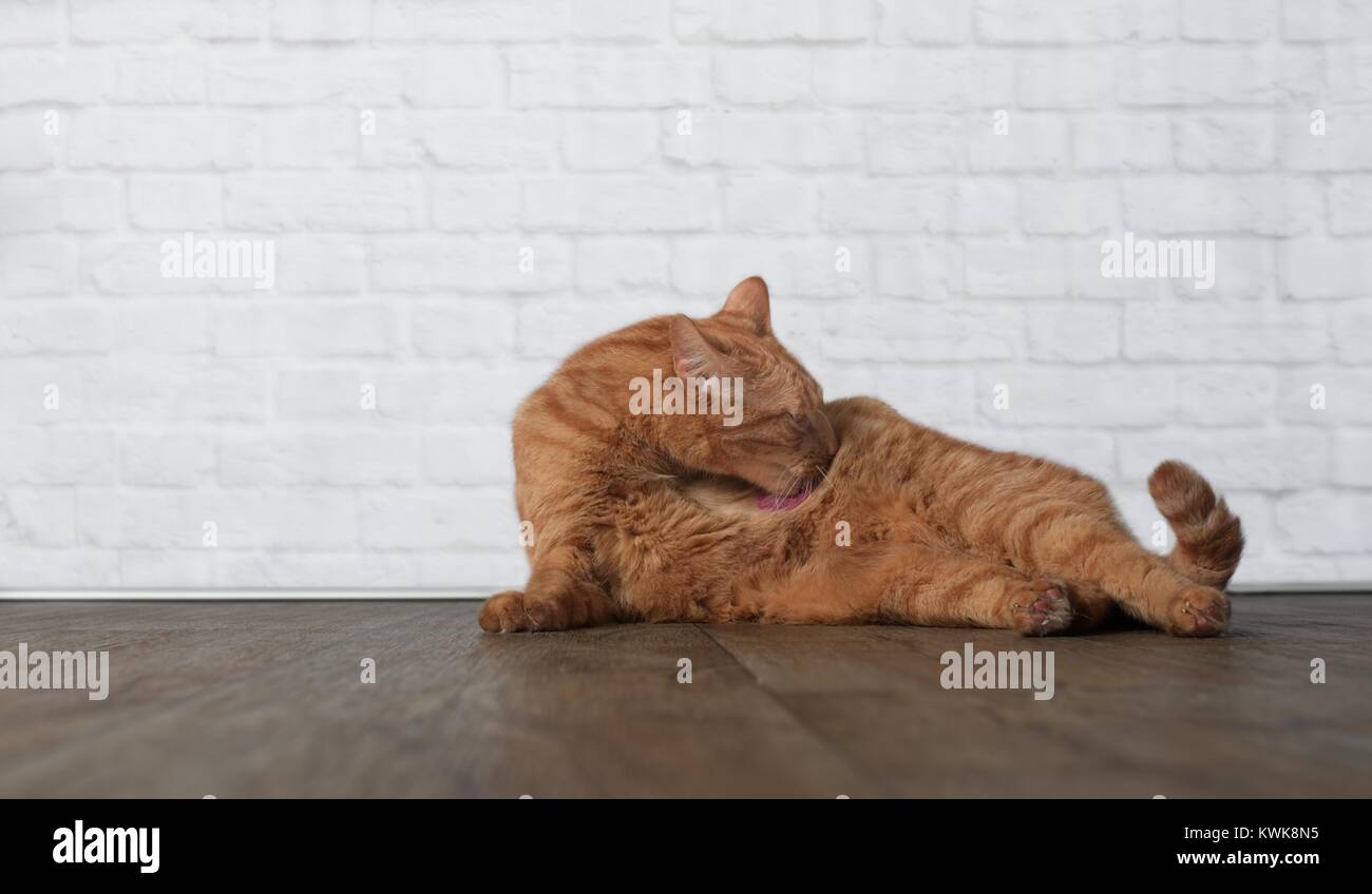 Lo zenzero Gatto sdraiato su un pavimento in legno e la pulizia stessa Foto Stock