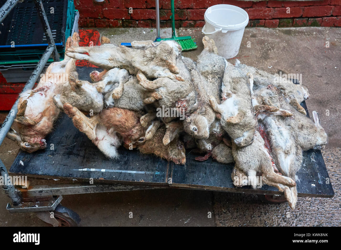 Carcasse di scozzese fresco conigli ad un macellaio locale. Foto Stock