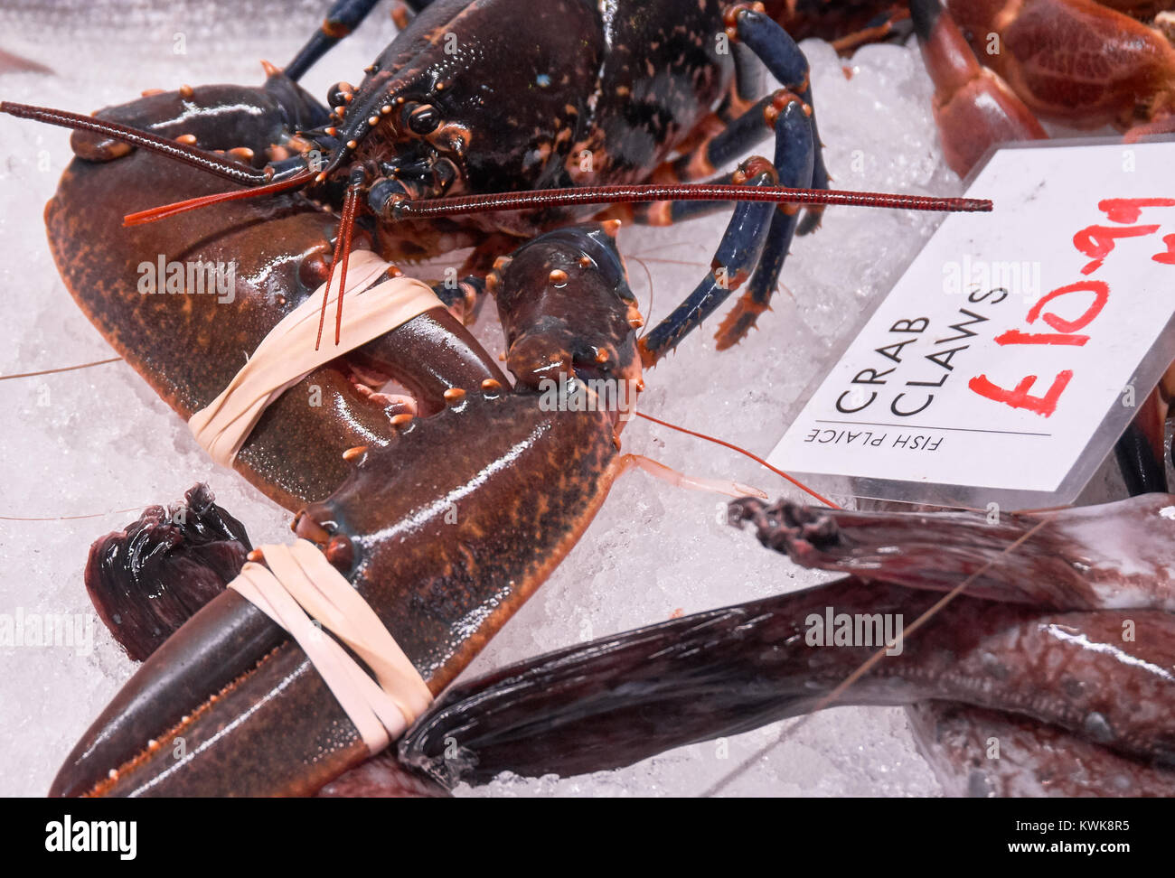 Fresche aragoste vive in vendita presso un pescivendolo locale a Glasgow, Scozia Foto Stock