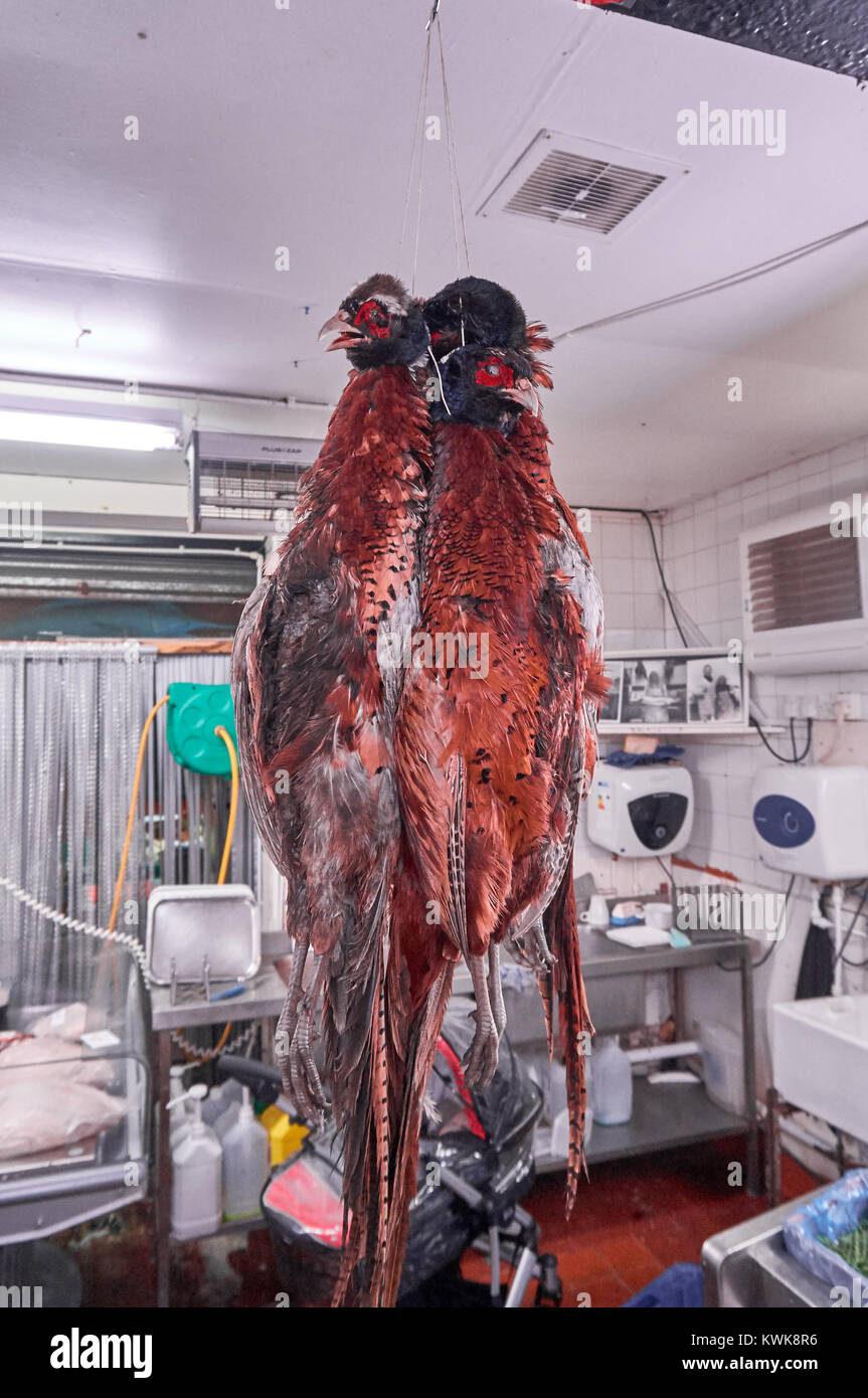 Carcasse di scozzese fresco fagiani appeso a un macellaio locale. Foto Stock