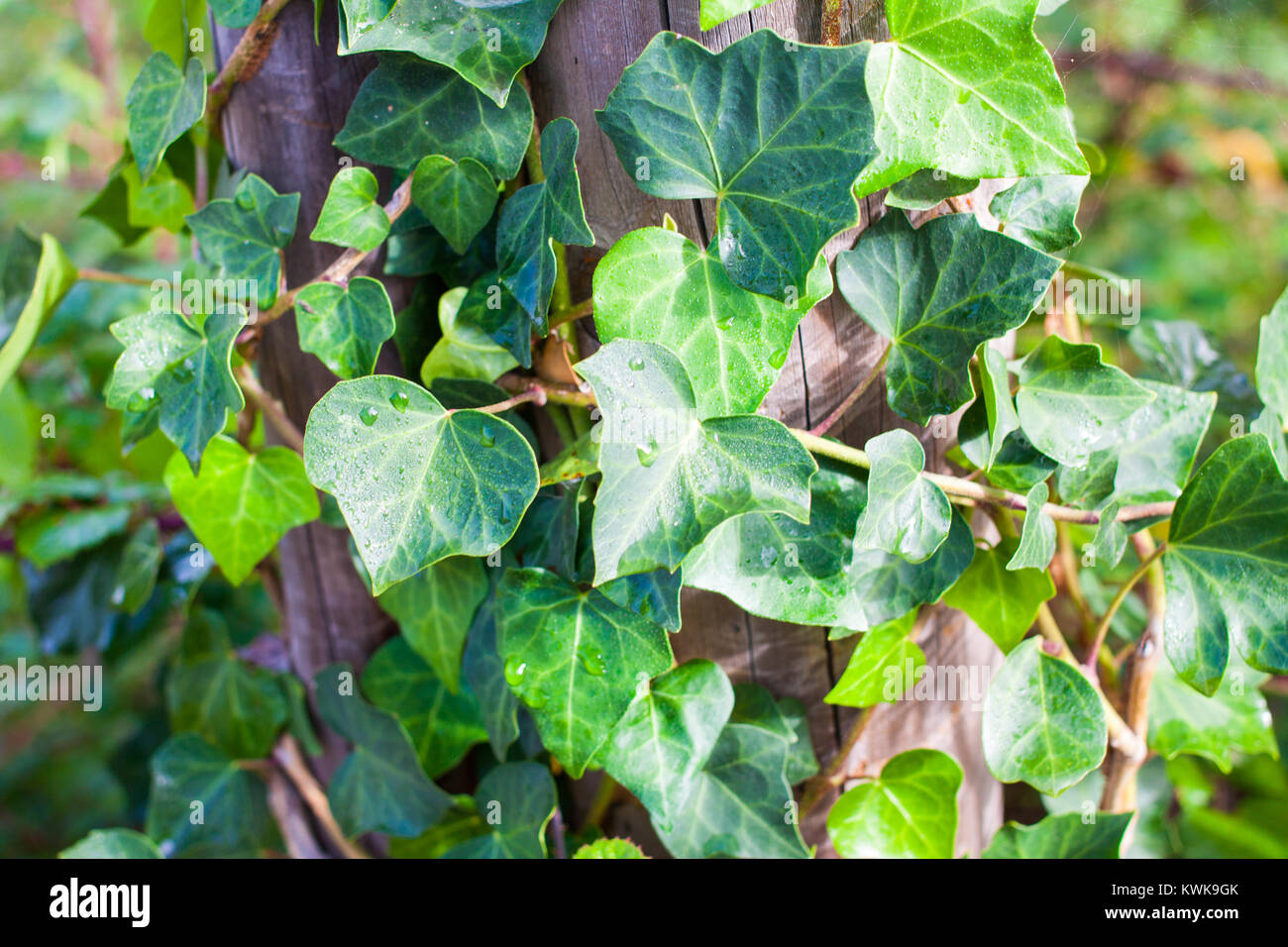 Close-up di Hedera helix o comuni o foglie d'edera intorno al tronco di albero Foto Stock