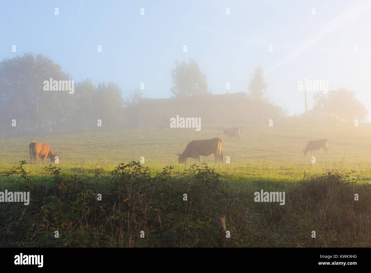 Brown vacche nella nebbia mattutina vicino a Oviedo, Asturias, Spagna Foto Stock