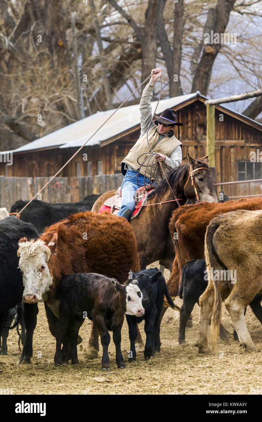 Branding a molla sull'Everett Ranch vicino Salida, Colorado, STATI UNITI D'AMERICA Foto Stock