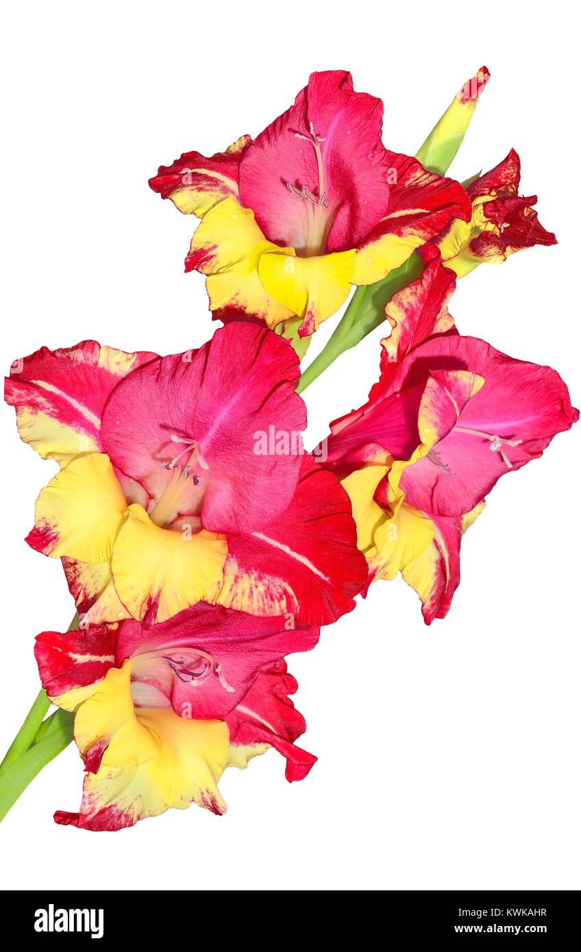 Unico motley rosso, rosa e giallo gladiolus fiore con gocce d'acqua vicino, isolato su uno sfondo bianco Foto Stock