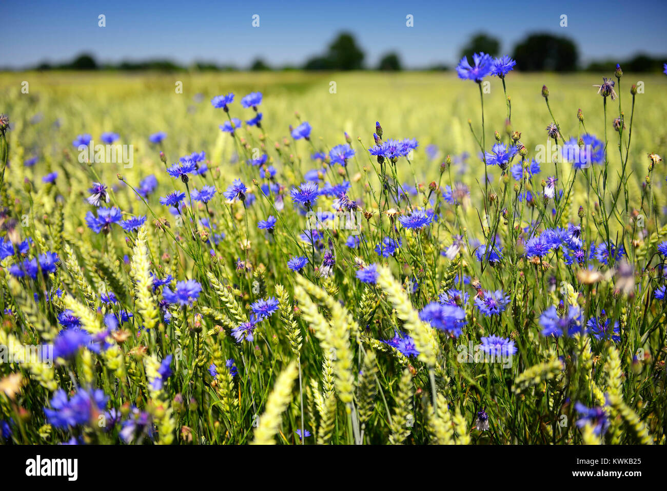 Blue cornflowers (Centaurea cyanus) nel campo di grano in Kirchwerder, Amburgo, Germania, Europa, Blaue Kornblumen (Centaurea cyanus) Weizenfeld im in Foto Stock