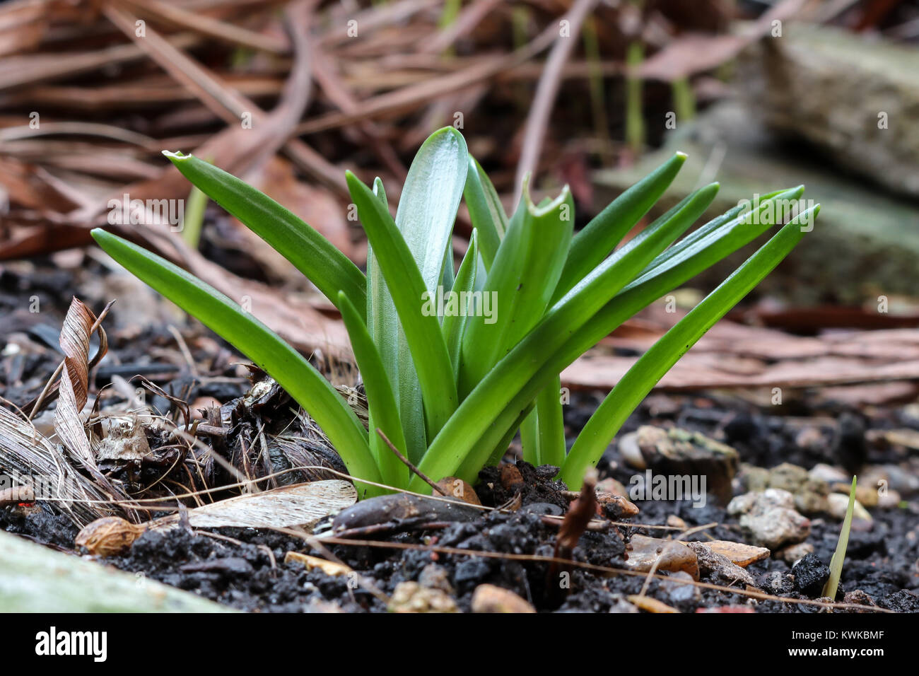 Inizio di germogliazione delle lampadine bluebell in giardino Foto Stock