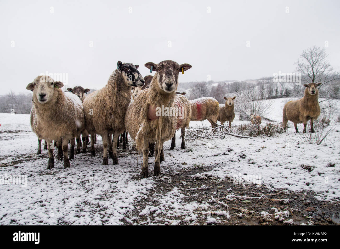 Una foto vicina di un mazzetto di ovini in una neve campo coperto con il bianco delle colline in lontananza. Foto Stock