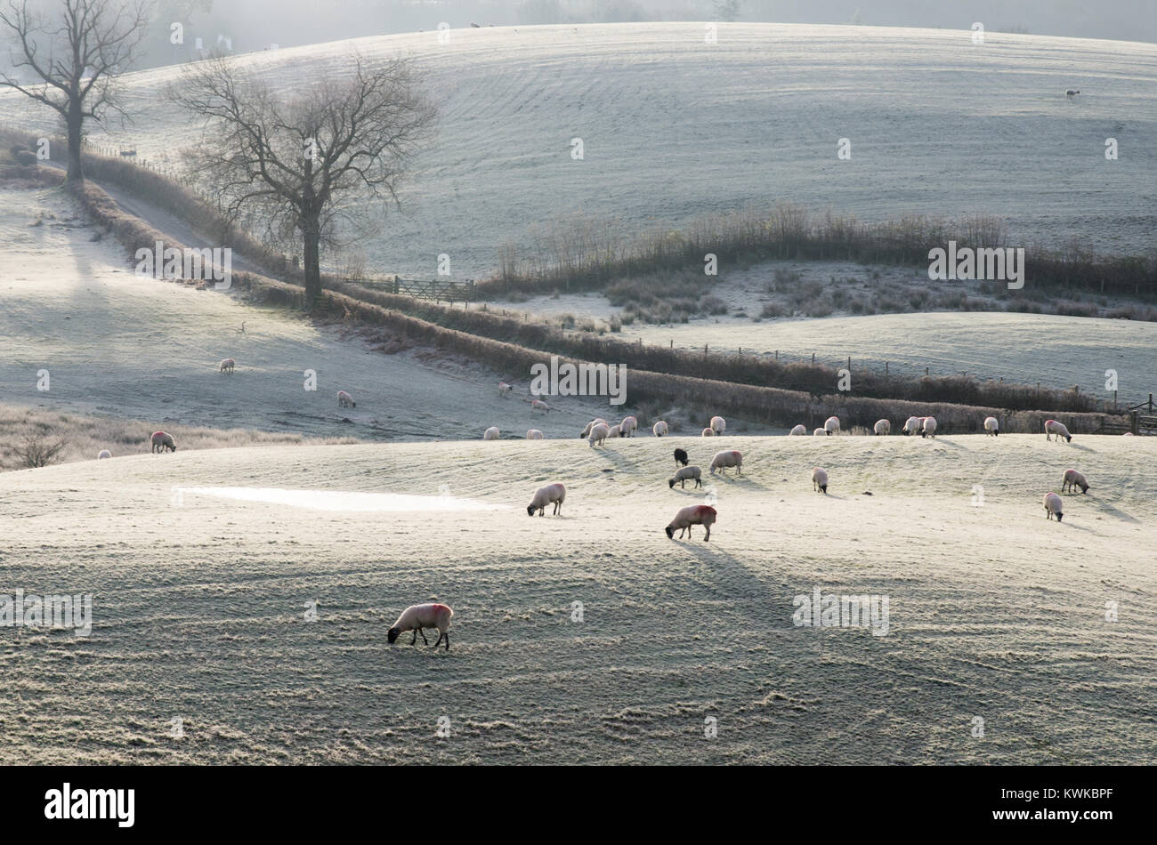 Una vista di brina coperto i campi sulle colline del lago di distretto e pecore al pascolo in tali campi. Foto Stock