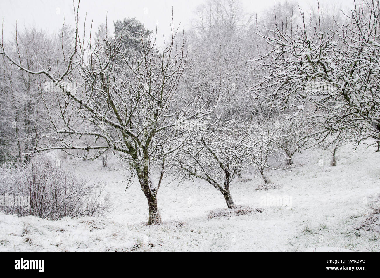 Una scena in una coperta di neve mela albero giardino durante la nevicata. Foto Stock