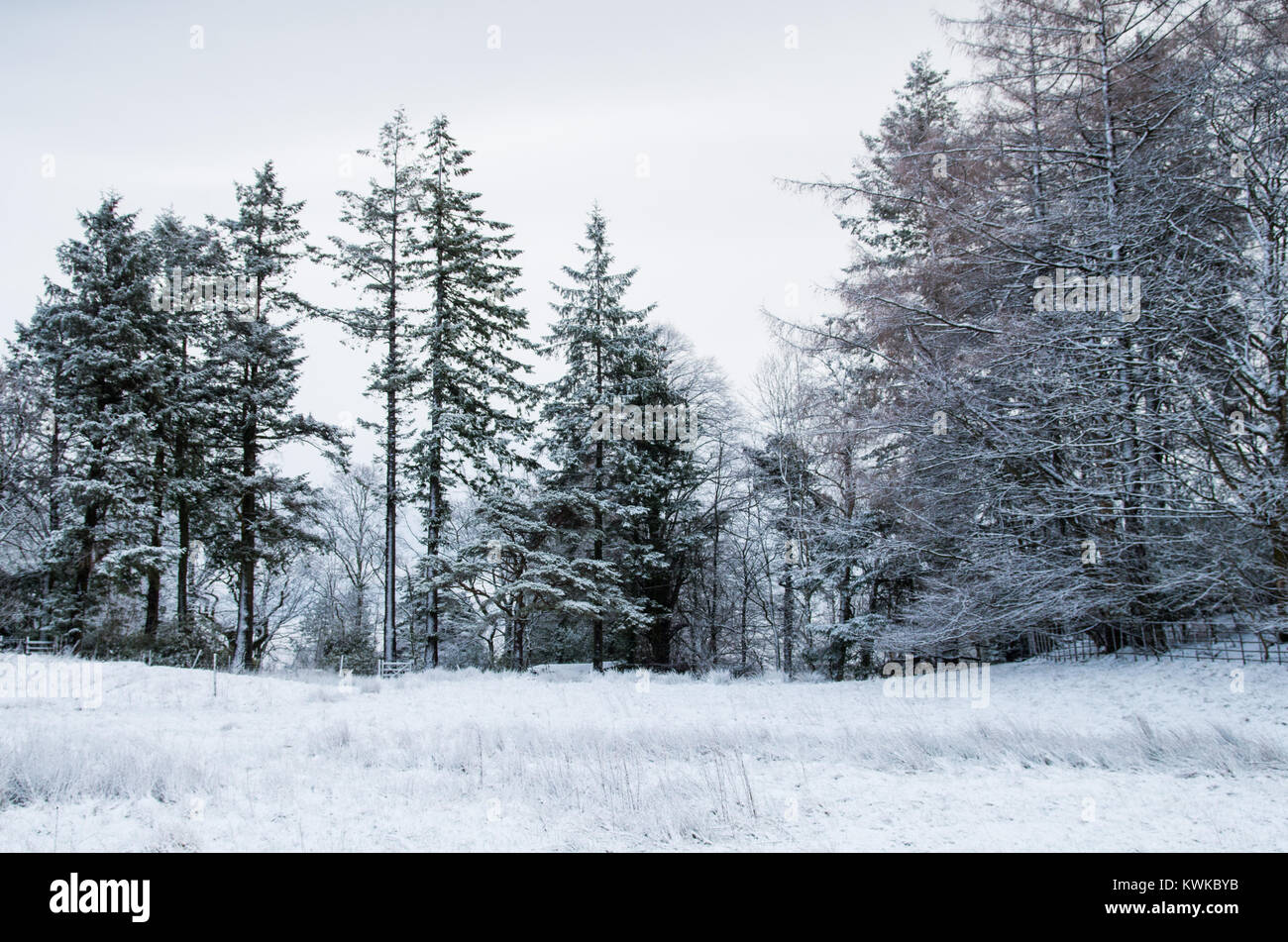 Una scena invernale con neve coperto campo e boschi. Foto Stock