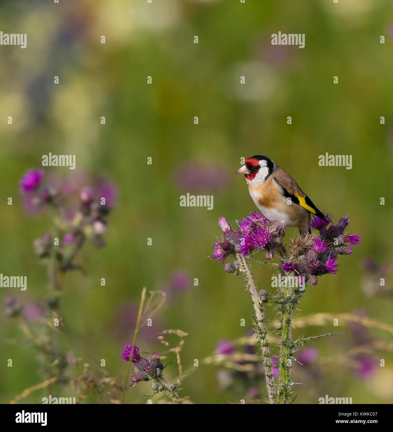 Close up wild UK cardellino uccello (Carduelis carduelis) isolato all'aperto nel prato naturale, appollaiato su comuni thistle piante in fiore, in estate. Foto Stock