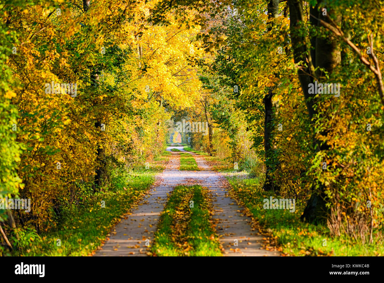 Autumnally alberi colorati in riserva Kirchwerder di prati, Amburgo, Germania, Europa Herbstlich verf?rbte B?ume im Naturschutzgebiet Kirc Foto Stock