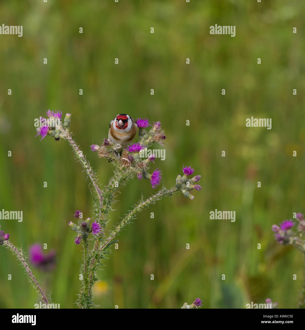 Colpo quadrato di oreficeria inglese (Carduelis carduelis) isolato in prato selvaggio, arroccato su una pianta comune di thistle in fiore. Foto Stock