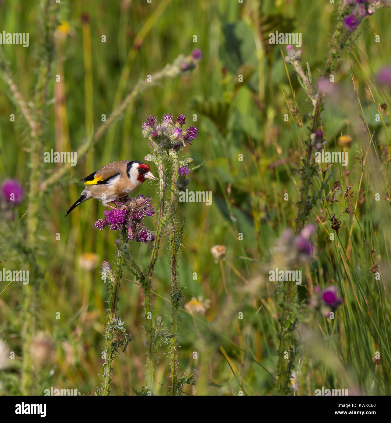 Quasi quadrata di colpo singolo adulto cardellino (Carduelis carduelis) appollaiato su un comune impianto di cardo selvatico nei prati pieni di differenti specie di piante. Foto Stock