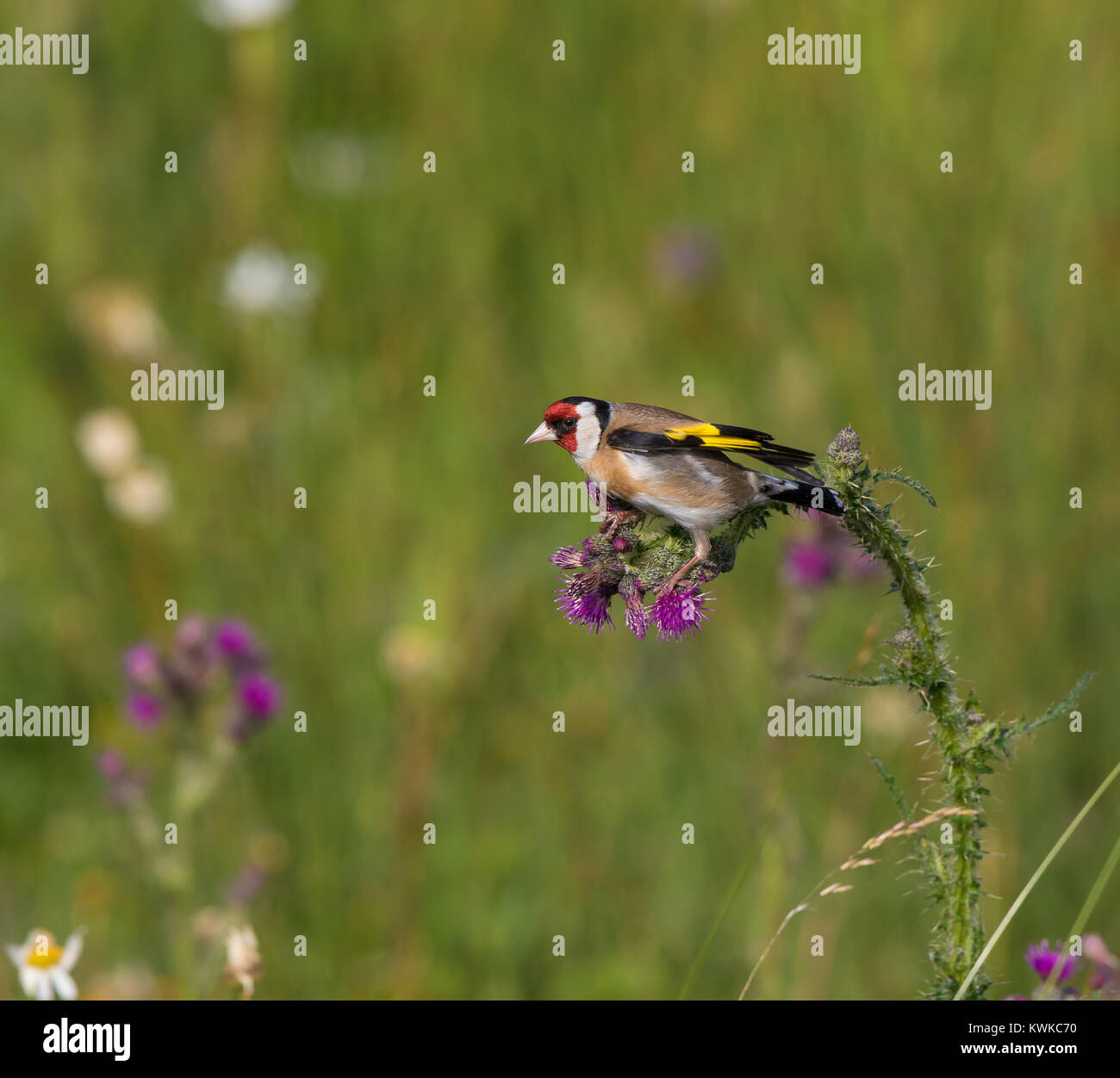 Vista laterale primo piano di UK goldfinch uccello (Carduelis carduelis) isolato in selvaggio prato estivo, arroccato su comune thistle pianta in fiore. Uccelli britannici. Foto Stock