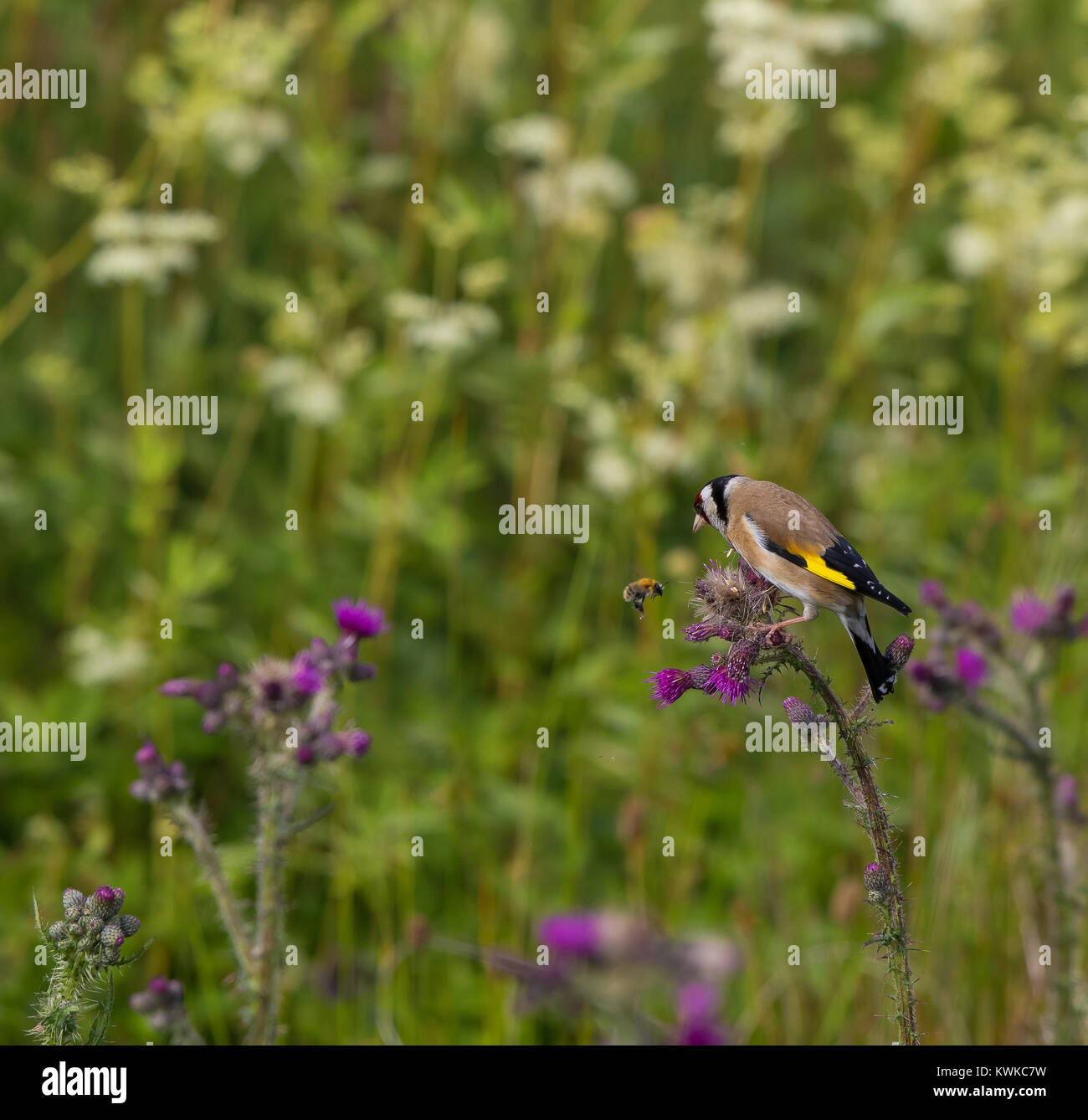 Primo piano dell'uccello del Regno Unito (Carduelis carduelis) arroccato su una pianta di cardo comune in estate, guardando un'ape che si sorvolava a mezz'aria. Foto Stock