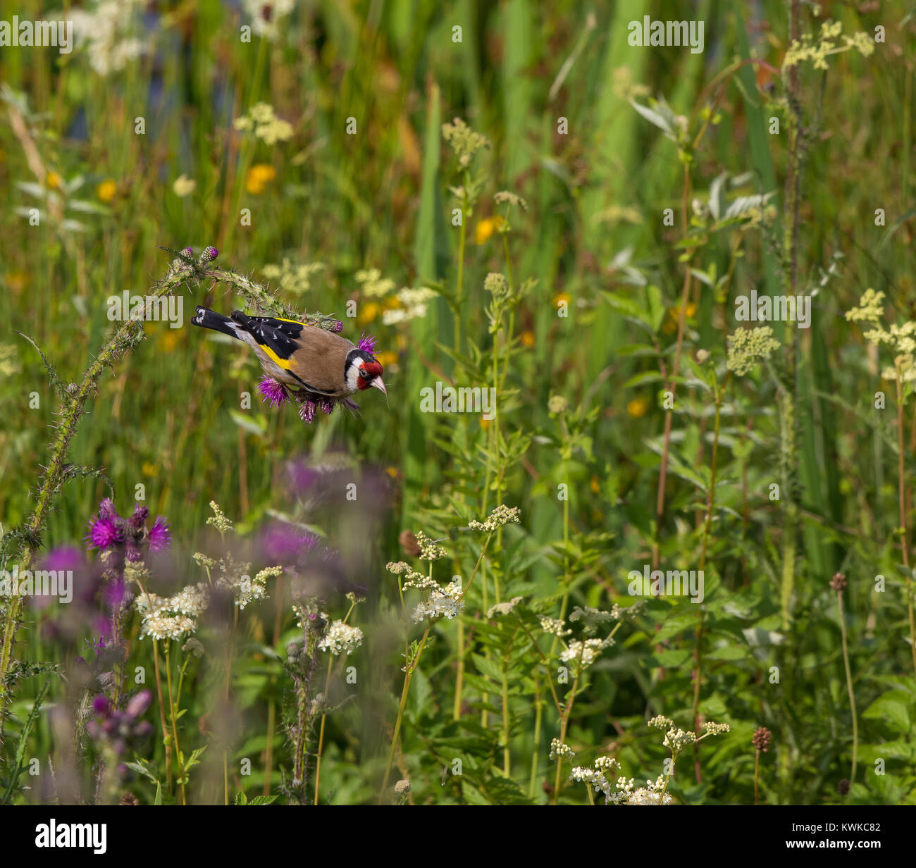 Un singolo adulto cardellino (Carduelis carduelis) posatoi su un comune impianto di cardo nel mezzo di un prato selvaggio scenario ricco di diverse specie. Foto Stock