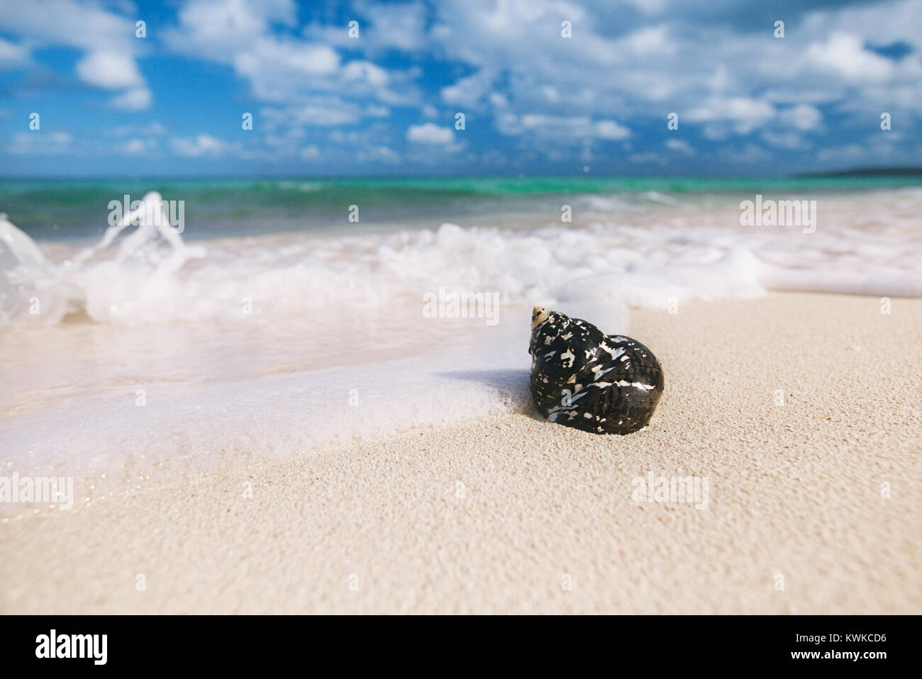 Caraibi gusci nero - West Indian guscio superiore - su di una spiaggia di sabbia con le onde del mare Foto Stock