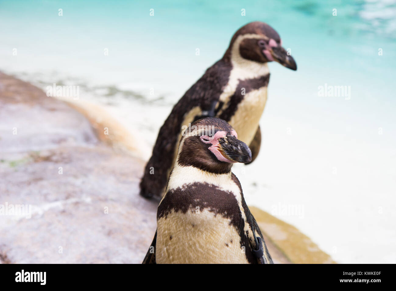 Pinguino Foto Stock