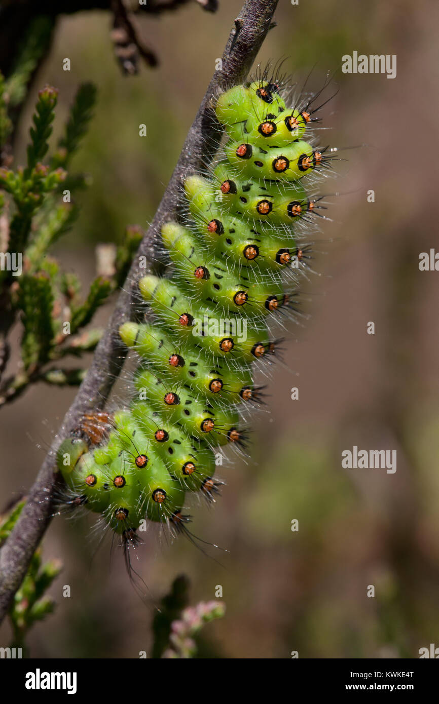 Piccolo Imperatore Moth larva (Saturnia pavonia) su heather. Fotografato a RSPB Lodge, Sandy, Bedfordshire. Foto Stock