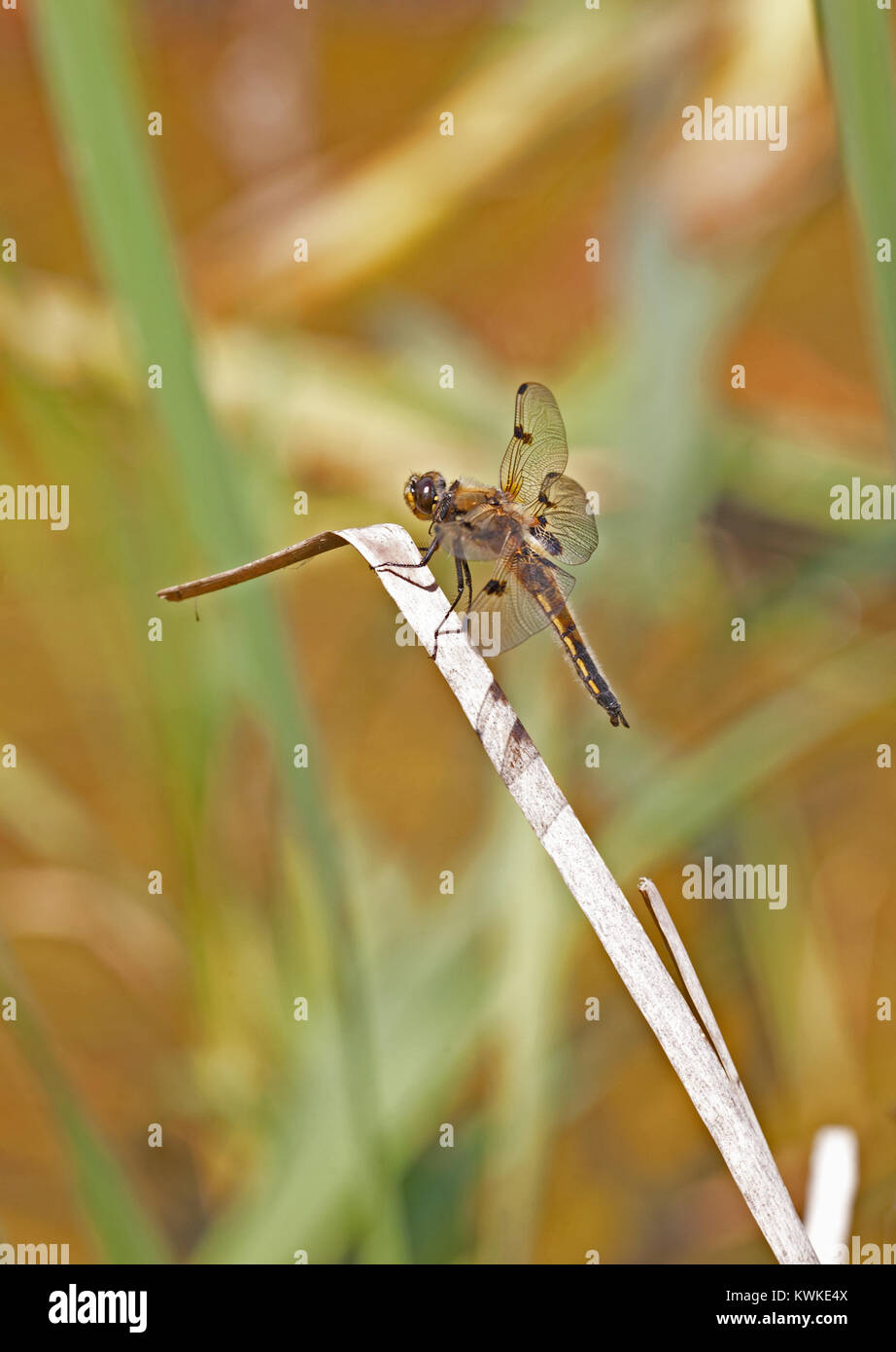 Quattro femmina-spotted chaser (Libellula quadrimaculata) dragonfly. RSPB Lodge, Sandy, Bedfordshire. Foto Stock