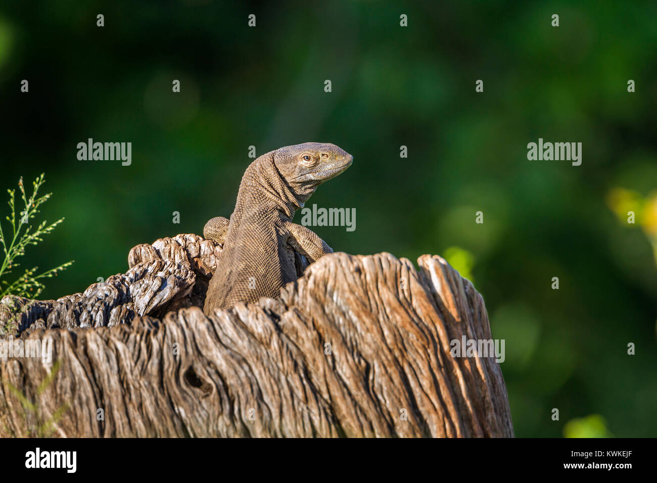 Monitor di roccia nel parco nazionale di Kruger, Sud Africa ; Specie Varanus albigularis famiglia di Varanidae Foto Stock