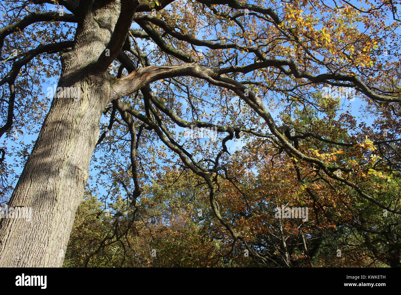 Guardando verso l'alto un autunno albero in una giornata di sole, Foresta di Dean, Ottobre 2017 Foto Stock