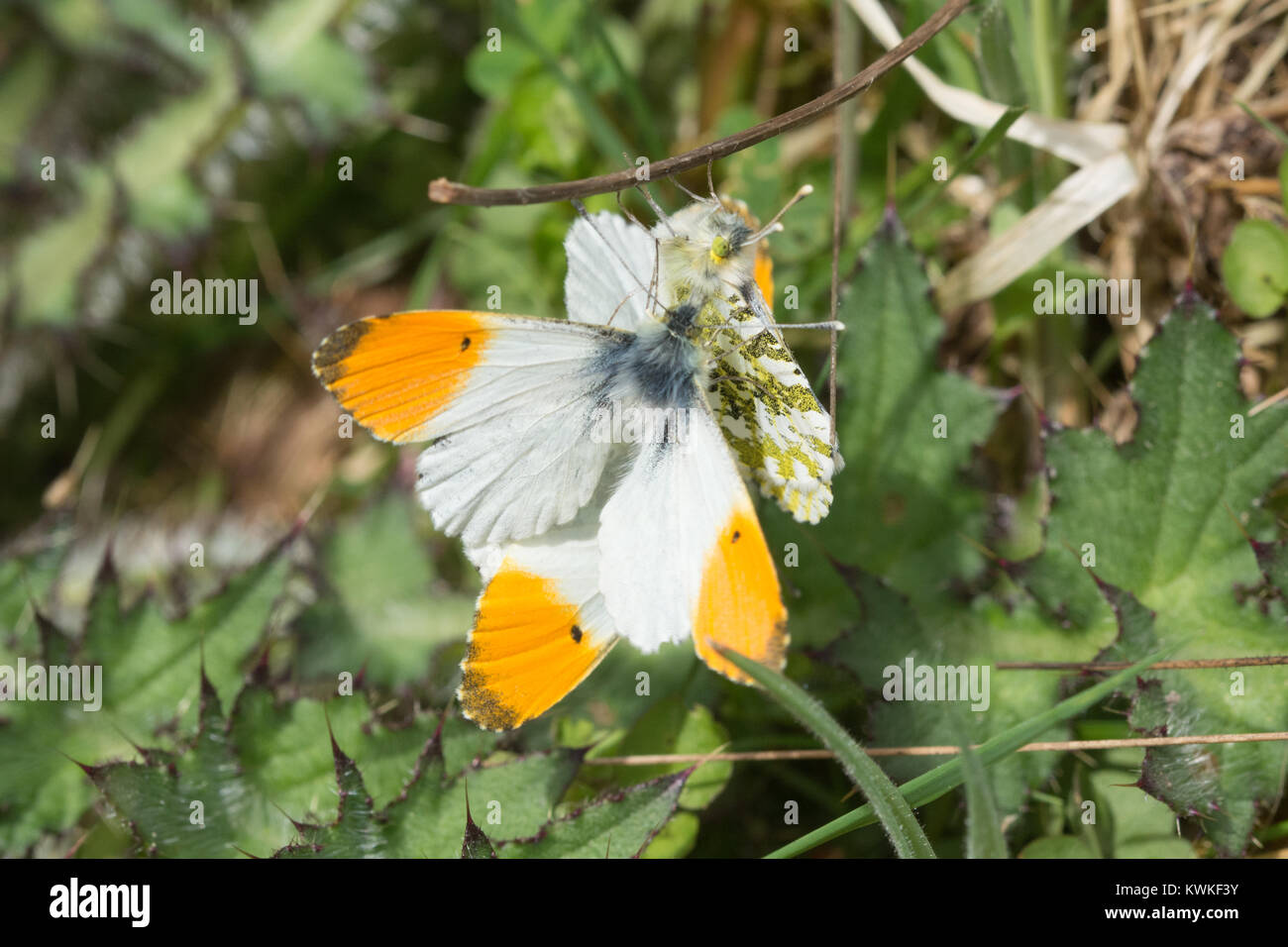 Il comportamento di accoppiamento della punta arancione farfalle (Anthocharis cardamines) - parecchi maschi cercando di accoppiarsi con una femmina Foto Stock