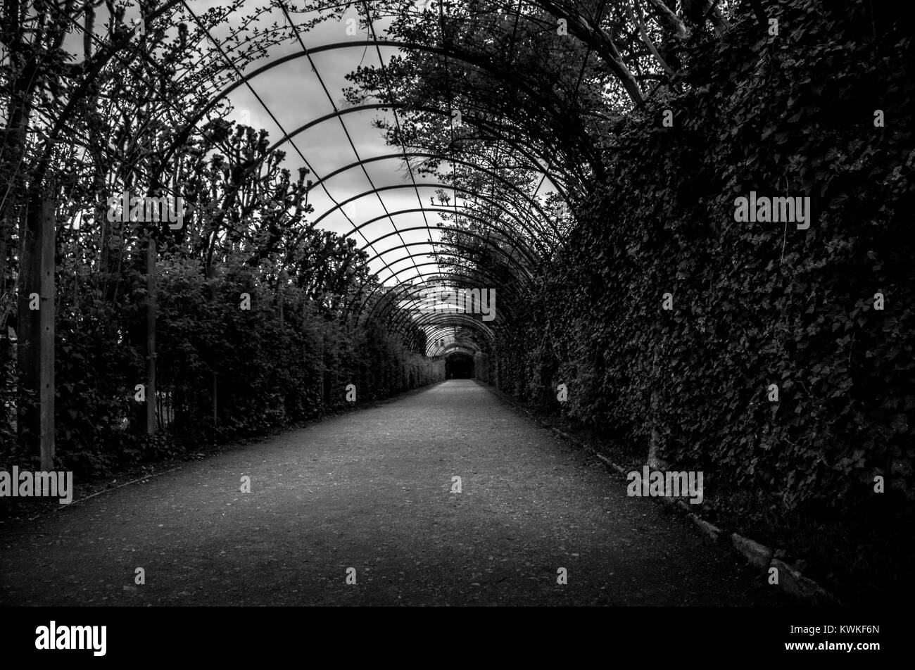 Lonely Ivy in tunnel di Vienna, il posto perfetto per pensare, Austria Foto Stock