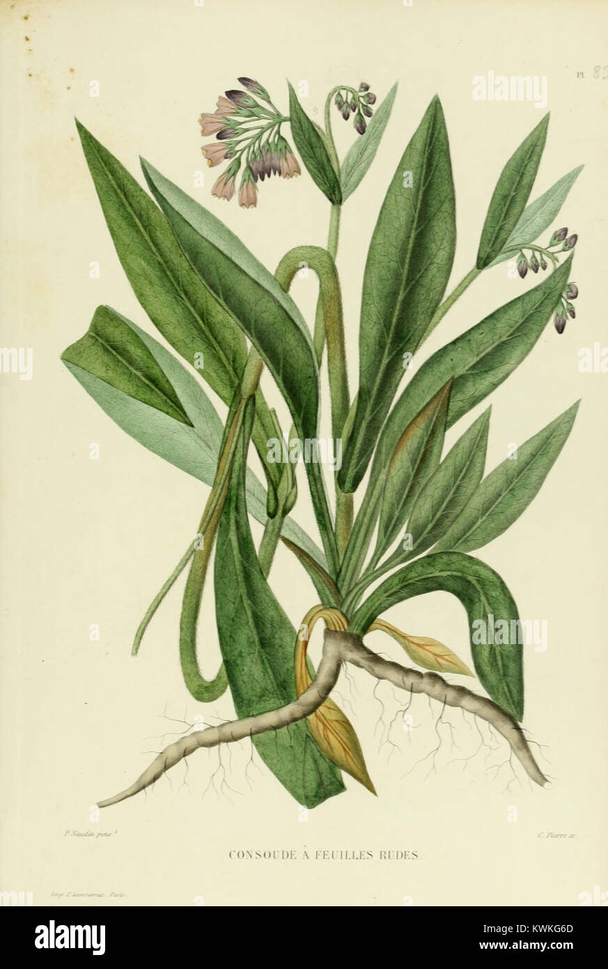 La targa 83 di *Nouvelle iconographie fourragère* raffigura decorazioni militari, con particolare attenzione ai riconoscimenti militari francesi. L'immagine mette in risalto i disegni intricati e il simbolismo di queste prestigiose medaglie, che ne mostrano il significato storico e culturale. Foto Stock