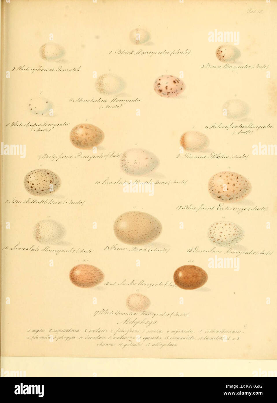 Questo piatto di "Zur Fortpflanzungsgeschichte der gesammten Vögel" (sulla storia riproduttiva di tutti gli uccelli) offre illustrazioni dettagliate dell'anatomia riproduttiva aviaria. Foto Stock