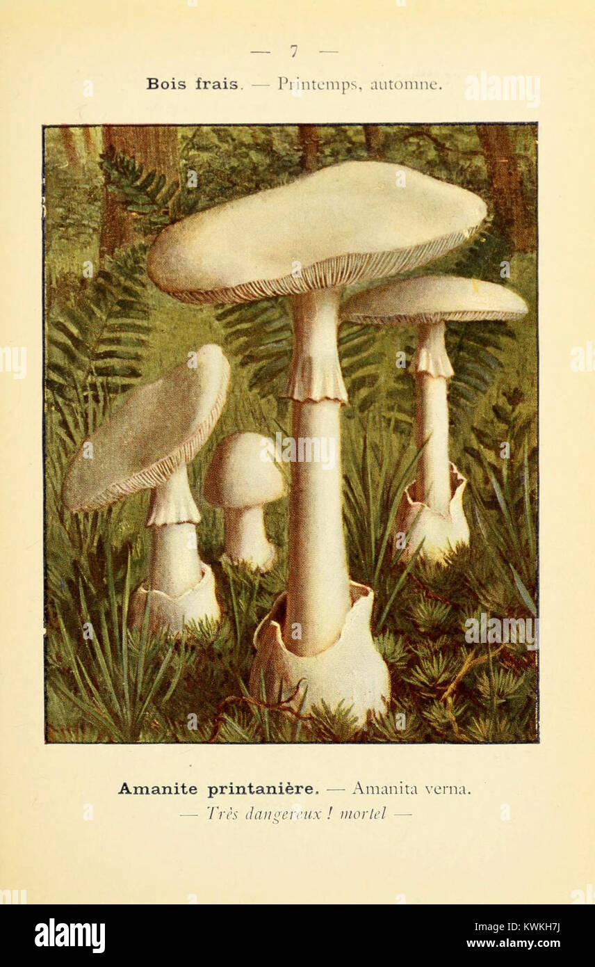 Un atlante compatto che illustra funghi commestibili e velenosi con descrizioni per un'identificazione accurata, a supporto del foraggiamento sicuro dei funghi e dello studio della micologia. Foto Stock