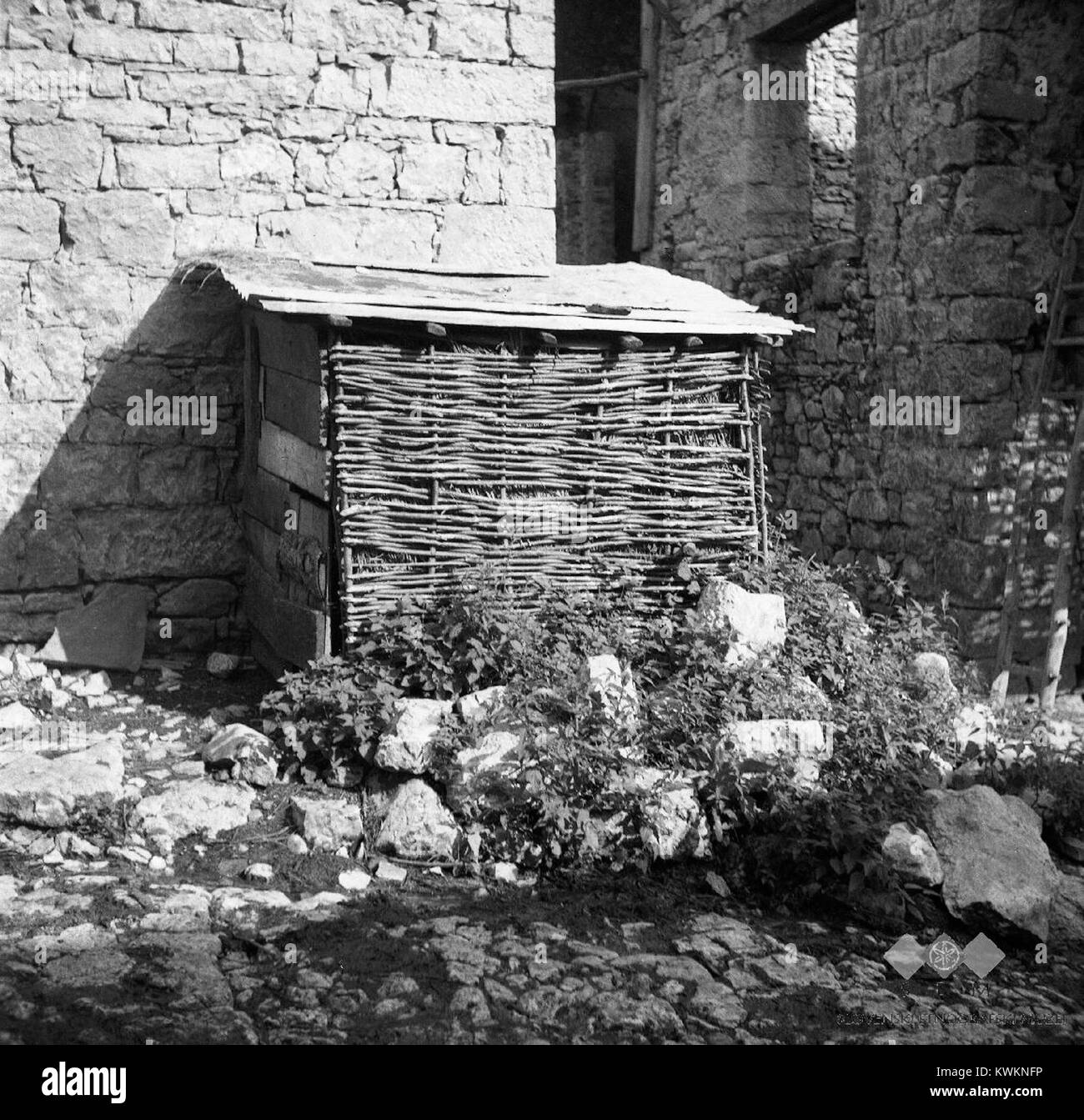 Un'immagine del 1951 che mostra un "Kolet", un guscio di cocco utilizzato per nutrire i polli, illustra semplici strumenti di allevamento tradizionali per la cura del pollame. Foto Stock