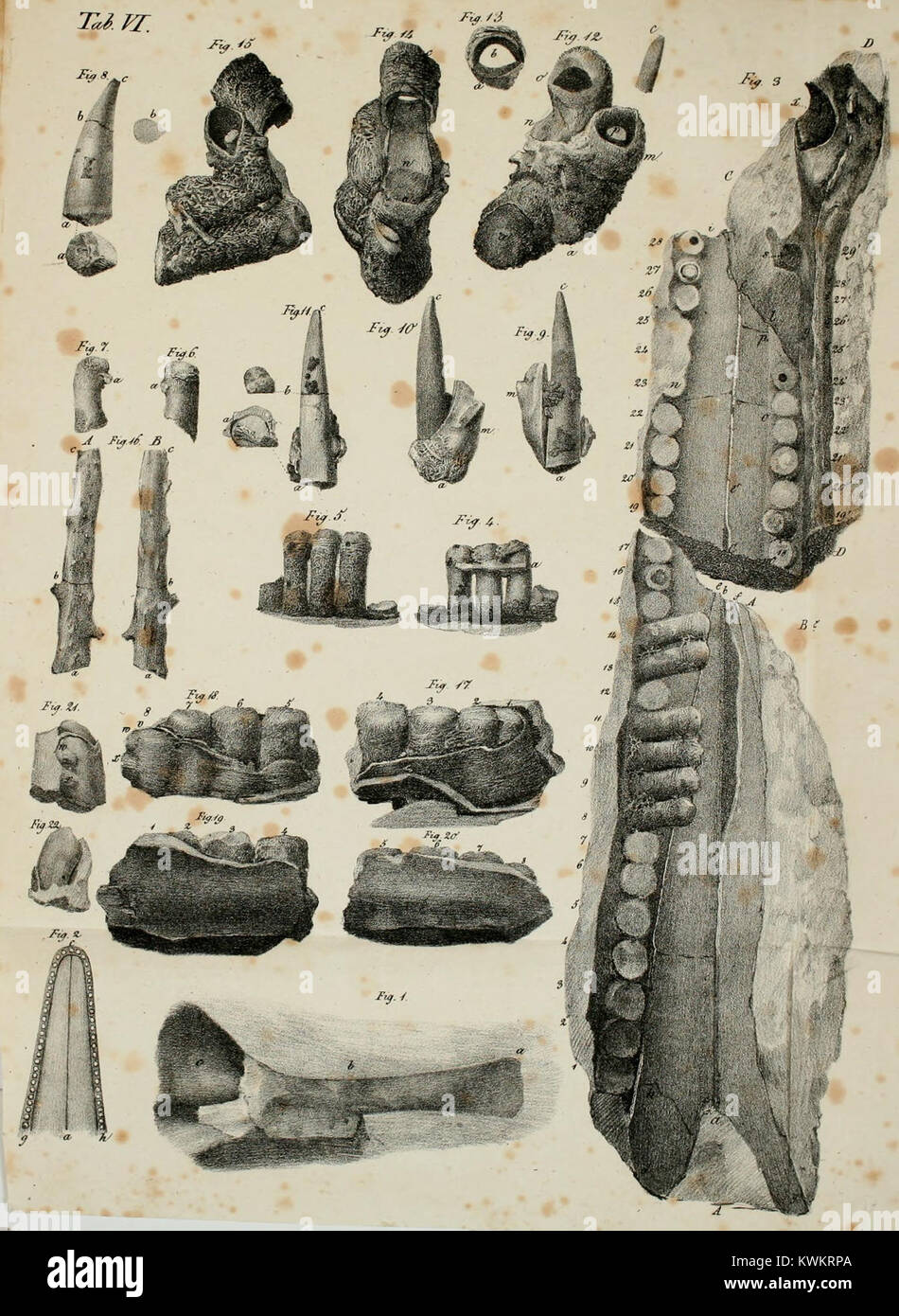 Un'illustrazione tratta da una pubblicazione scientifica incentrata sui rettili fossili, che presenta strutture anatomiche, ricostruzioni scheletriche e risultati di ricerca che contribuiscono agli studi paleontologici della vita preistorica. Foto Stock