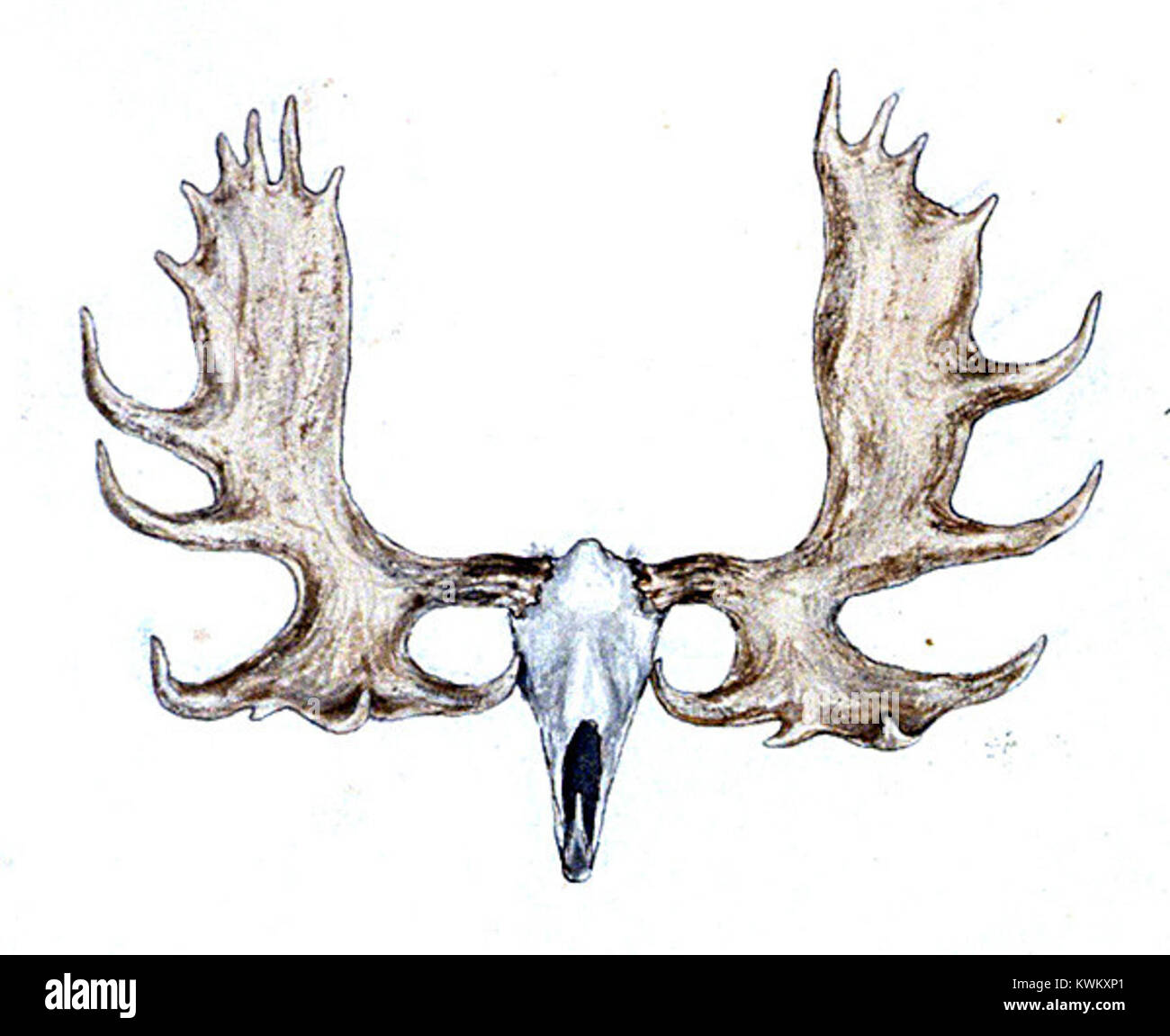 Un'esposizione tassidermica con una testa di alce o caribù con corna, che rappresenta le collezioni di storia naturale e lo studio della fauna selvatica. Foto Stock