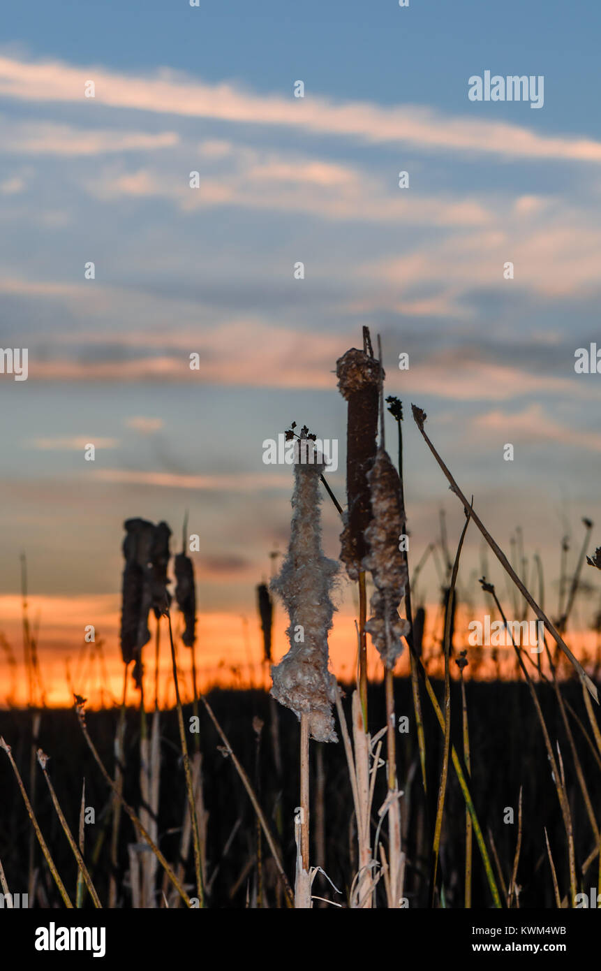 Impianto reeds contro lo sfondo di un tramonto e di un bel colore arancione cielo blu, grigio e verde foglie oblungo Foto Stock