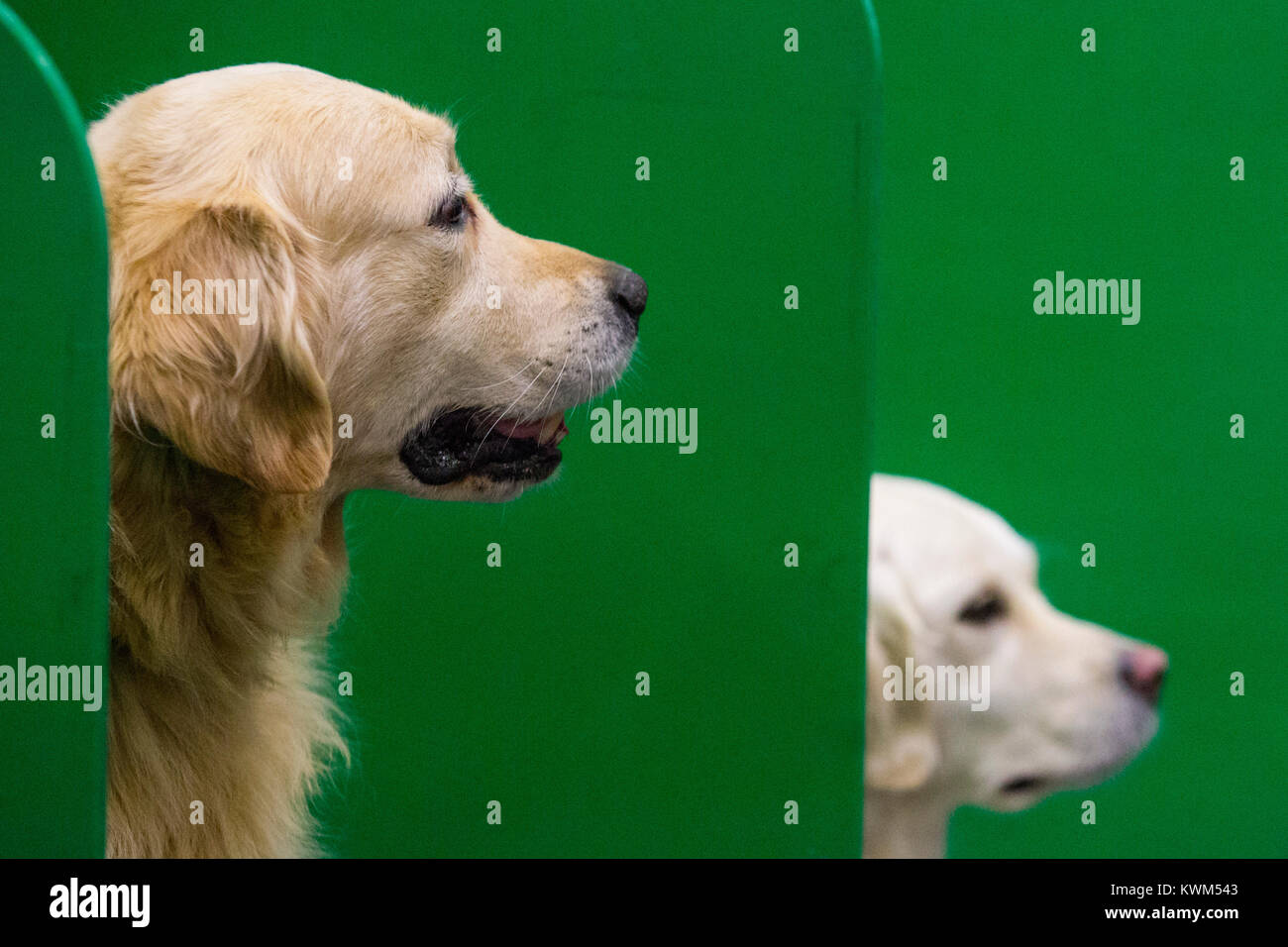 Due Golden Retriever dal sud del Golden Retriever Team Display resto prima del loro show. Scopri i cani sponsorizzato da Eukanuba apre presso il centro espositivo ExCel nei Docklands. La mostra, organizzata dal Kennel Club di Londra è il più grande evento del cane. Foto Stock