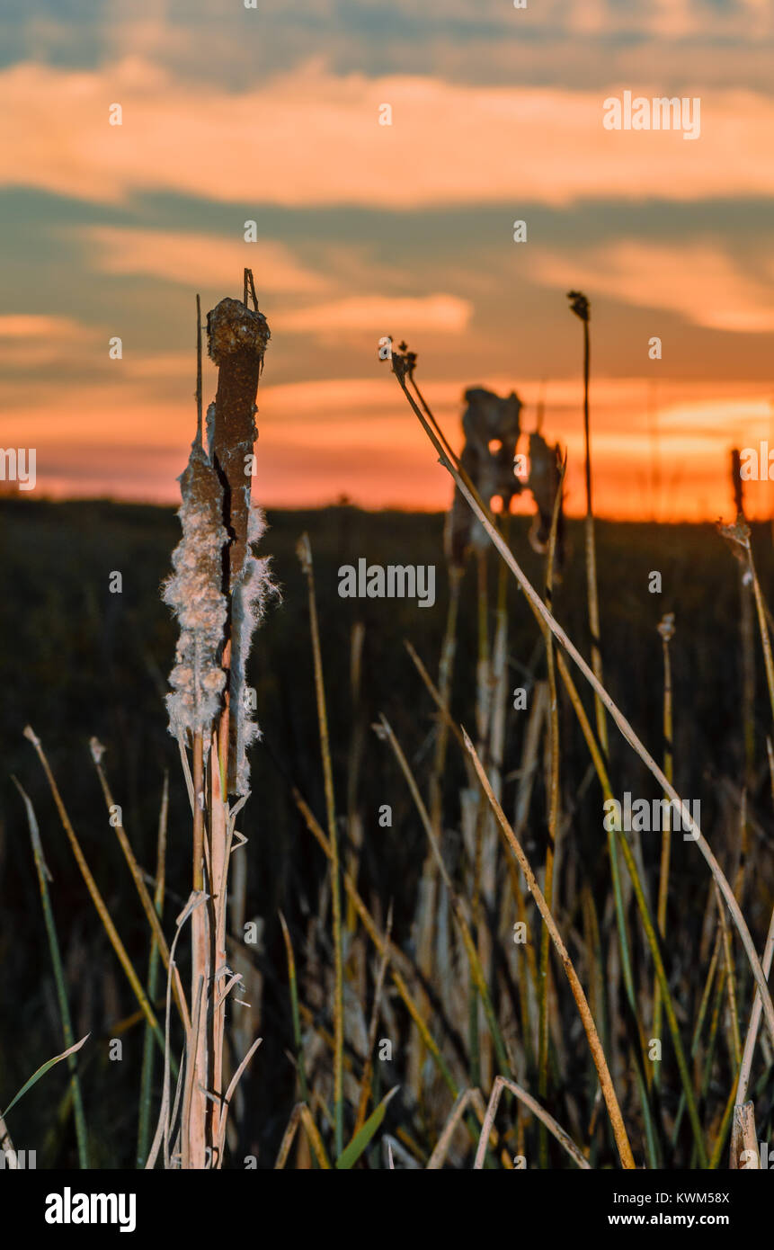 Impianto reeds contro lo sfondo di un tramonto e di un bel colore arancione cielo blu, grigio e verde foglie oblungo Foto Stock