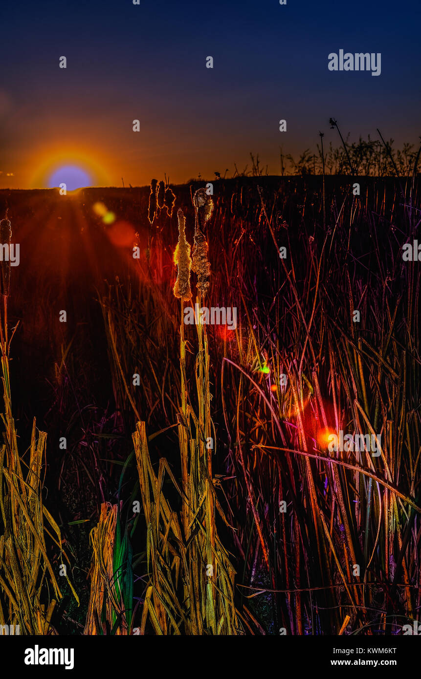 Impianto reeds contro lo sfondo di un tramonto e di un bel colore arancione cielo blu, grigio e verde foglie oblungo Foto Stock