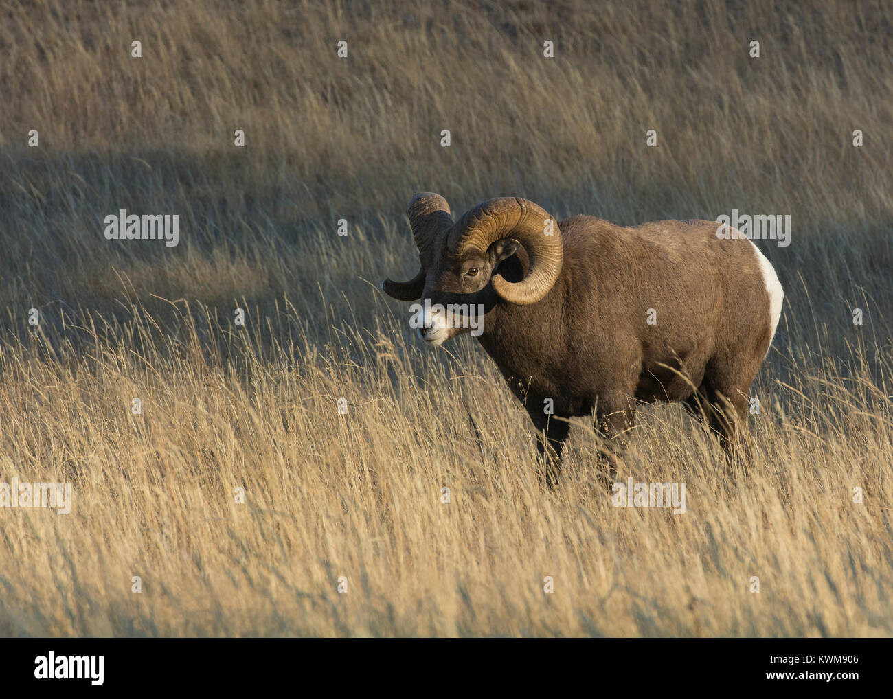 Rocky Mountain Bighorn Ram (Ovis canadensis) in piedi in un prato di montagna vicino al lago Talbot, Jasper National Park, Canada Foto Stock