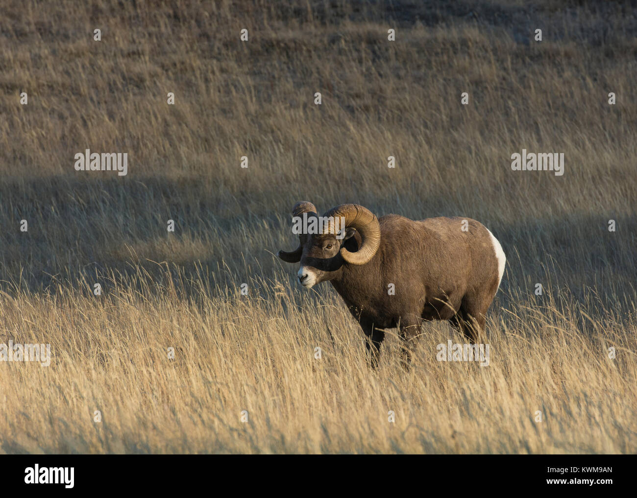 Rocky Mountain Bighorn Ram (Ovis canadensis) in piedi in un prato di montagna vicino al lago Talbot, Jasper National Park, Canada Foto Stock