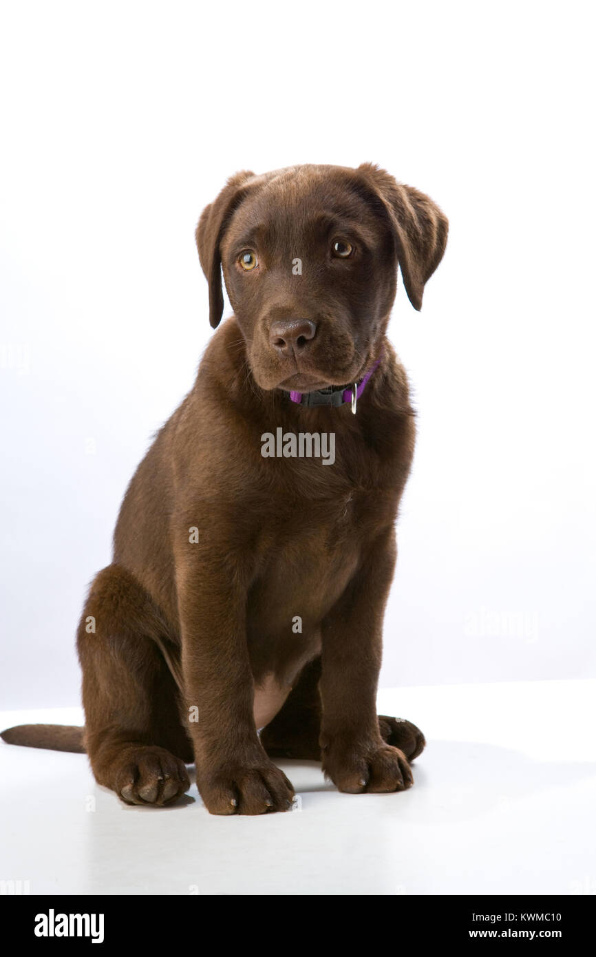 Chocolate Brown femmina cucciolo di Labrador in una impostazione di studio.  Sfondo bianco Foto stock - Alamy