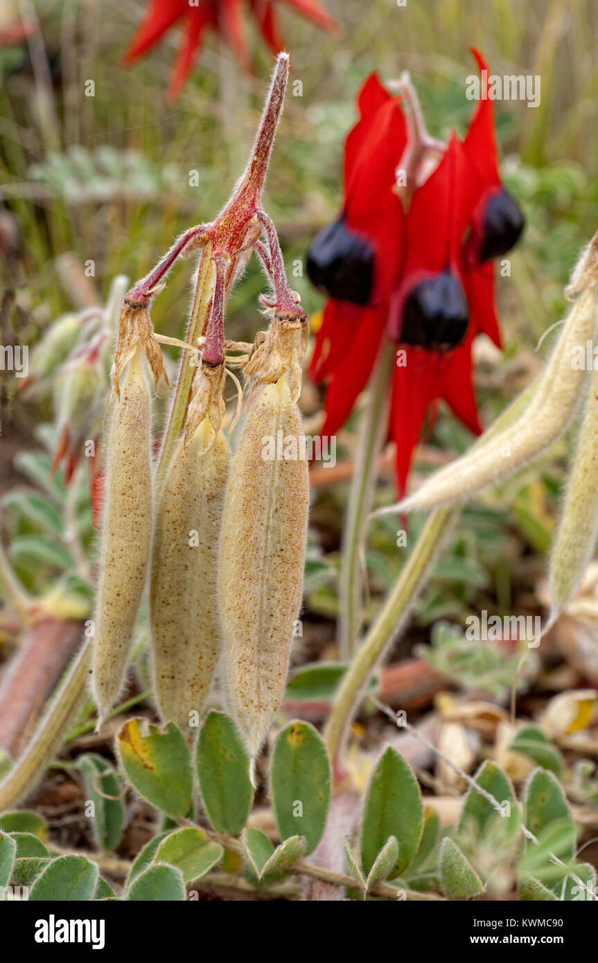 Seme Ripenning pods on Sturt deserto del pisello, crescendo in bushland Western NSW. Foto Stock