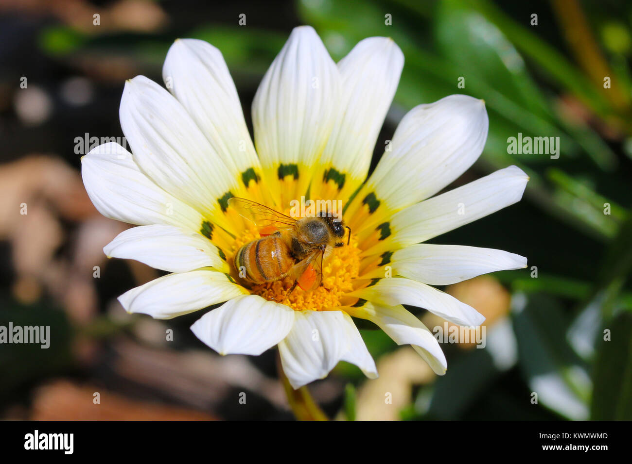 Working Bee Foto Stock