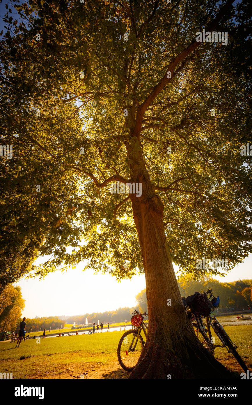 Due biciclette appoggiata al di sotto di albero in estate park Foto Stock