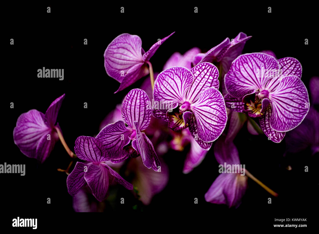 Spray di esotica colorata viola Phalaenopsis orchidee contro un oscuro sfondo ombreggiato Foto Stock
