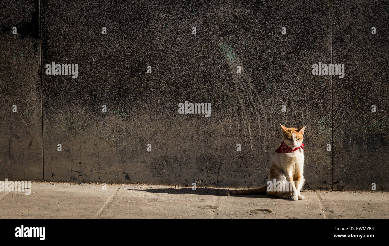 Lone lo zenzero e il gatto bianco che indossa una bandana rosso intorno al suo collo seduta ensoleillement stesso su un marciapiede davanti a un vecchio muro di cemento Foto Stock